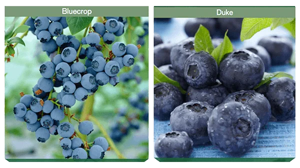 bluecrop_duke_opt